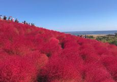 Kochia Hitachi seaside park