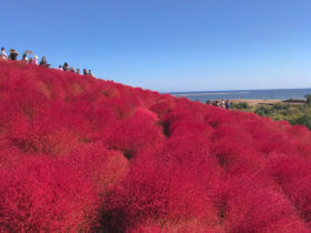 Kochia Hitachi seaside park