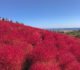 Kochia Hitachi seaside park