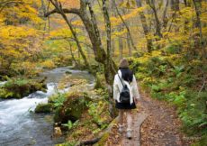 Autumn-in-Oirase-stream